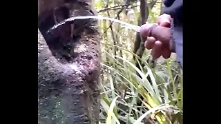 Tree holes are natural Urinal