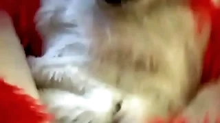 Ramming eradicate affect Fox